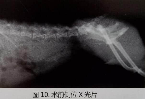 犬猫盆骨骨折手术操作及典型病例介绍 犬猫盆骨骨折手术操作及典型病例介绍