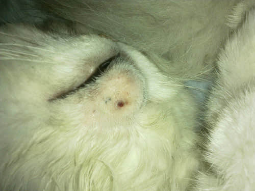 猫的脓疱病的形成原因、诊断和治疗 猫的脓疱病的形成原因、诊断和治疗