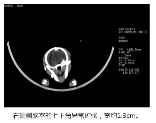 博美犬脑积水的CT诊断 博美犬脑积水的CT诊断
