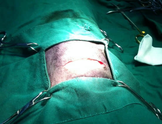 3个月贵宾犬胸腔段食道异物的手术治疗 3个月贵宾犬胸腔段食道异物的手术治疗