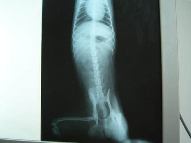 犬的免疫介导性贫血的疑似病例分析 犬的免疫介导性贫血的疑似病例分析