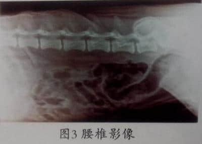 一例藏獒腰椎间柑突出症(瘫痪)的诊疗 一例藏獒腰椎间柑突出症(瘫痪)的诊疗
