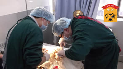 一例犬食道异物的病例报告 一例犬食道异物的病例报告