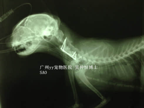 猫第三颈椎压缩性骨折内固定手术
