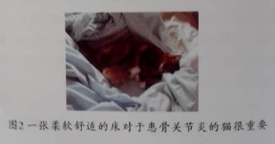 猫骨关节炎的诊断与治疗