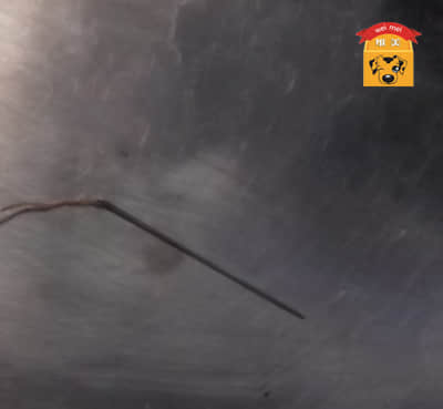 一例犬食道异物的病例报告 一例犬食道异物的病例报告