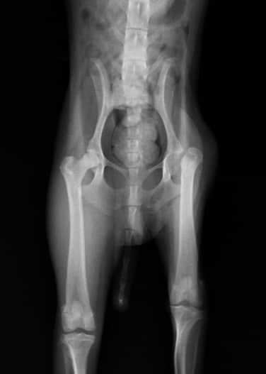 贵妇犬累-卡-佩氏病的诊断与治疗 贵妇犬累-卡-佩氏病的诊断与治疗