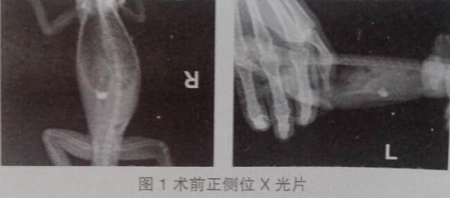 一例鬣蜥胃内异物取出术的报告 一例鬣蜥胃内异物取出术的报告