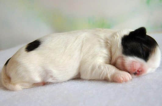 新生犬猫的的护理要点 新生犬猫的的护理要点