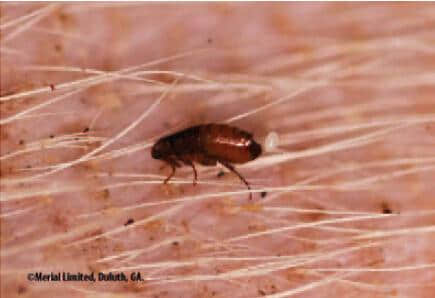 跳蚤生物学----生态学及媒介病传播 跳蚤生物学----生态学及媒介病传播
