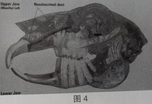 浅谈宠物兔的牙病 浅谈宠物兔的牙病