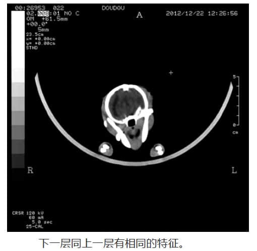 博美犬脑积水的CT诊断 博美犬脑积水的CT诊断