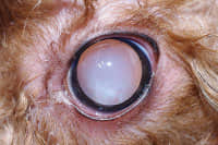 2岁泰迪犬双眼白内障超声乳化手术 2岁泰迪犬双眼白内障超声乳化手术