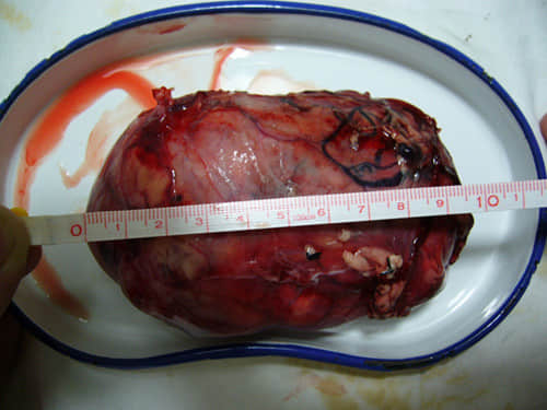 X光、B超在小动物疾病诊断中的联合应用 X光、B超在小动物疾病诊断中的联合应用