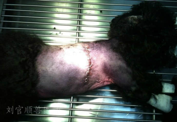 3个月贵宾犬胸腔段食道异物的手术治疗 3个月贵宾犬胸腔段食道异物的手术治疗