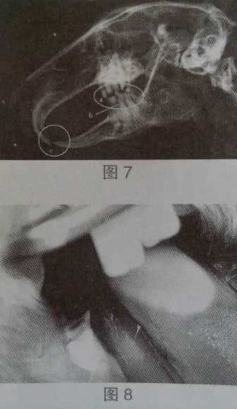 浅谈宠物兔的牙病 浅谈宠物兔的牙病
