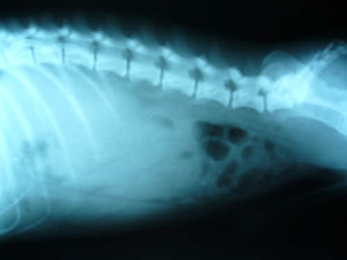 X光、B超在小动物疾病诊断中的联合应用 X光、B超在小动物疾病诊断中的联合应用