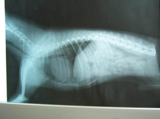 犬的免疫介导性贫血的疑似病例分析 犬的免疫介导性贫血的疑似病例分析