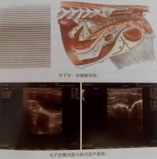 犬猫子宫卵巢常见疾病及其超声诊断 犬猫子宫卵巢常见疾病及其超声诊断