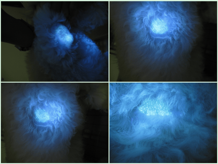 DL—A型动物真菌检测灯(伍德氏灯)