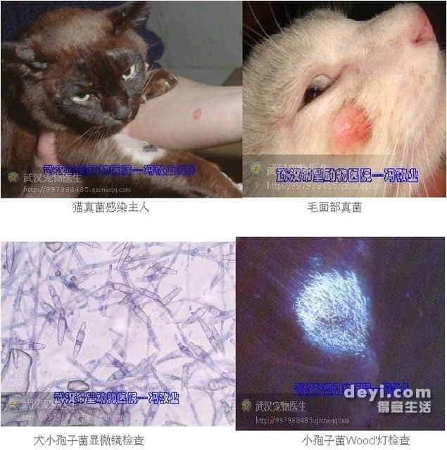 犬猫真菌性皮肤病简介及治疗 犬猫真菌性皮肤病简介及治疗