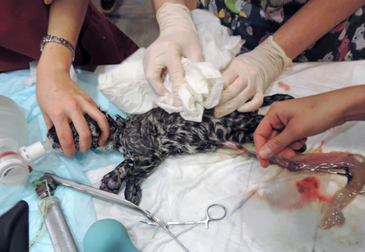 西班牙兽医给美洲豹做剖腹产手术救出幼崽