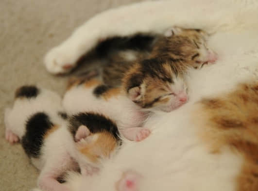 新生犬猫的的护理要点 新生犬猫的的护理要点