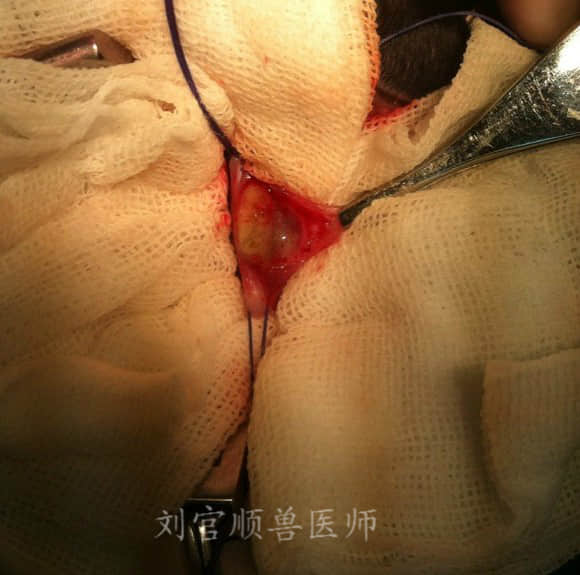 3个月贵宾犬胸腔段食道异物的手术治疗 3个月贵宾犬胸腔段食道异物的手术治疗