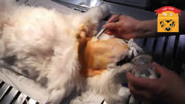 一例犬食道异物的病例报告 一例犬食道异物的病例报告