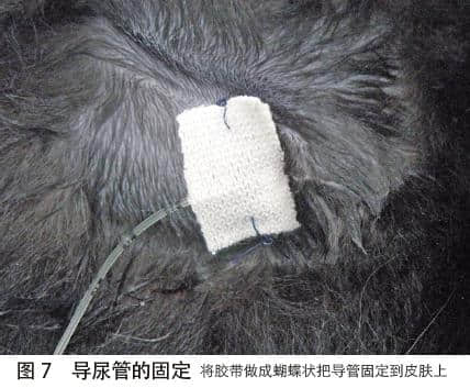 犬猫尿潴留的处置