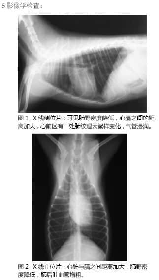 一例犬烟雾吸入造成吸道损伤的病例分析 一例犬烟雾吸入造成吸道损伤的病例分析