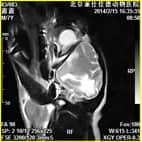 磁共振在小动物临床应用案例报道（一）