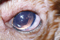 2岁泰迪犬双眼白内障超声乳化手术 2岁泰迪犬双眼白内障超声乳化手术