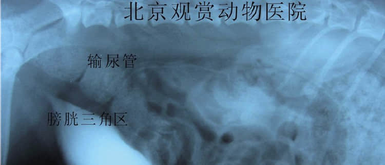 一例犬静脉尿路造影诊断输尿管异位 一例犬静脉尿路造影诊断输尿管异位