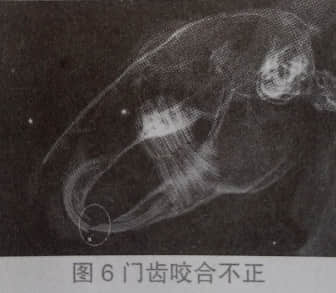 浅谈宠物兔的牙病 浅谈宠物兔的牙病