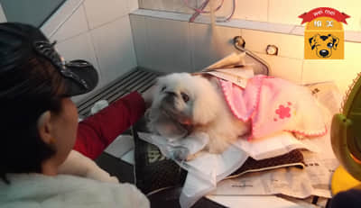 一例犬食道异物的病例报告 一例犬食道异物的病例报告