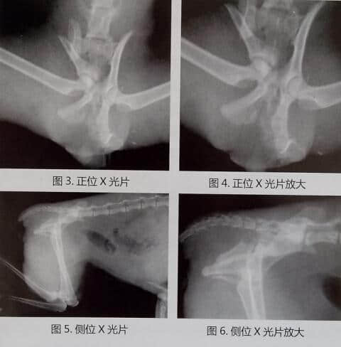 犬猫盆骨骨折手术操作及典型病例介绍 犬猫盆骨骨折手术操作及典型病例介绍