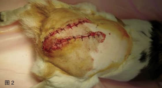 一例皮瓣技术在临床上的应用 一例皮瓣技术在临床上的应用