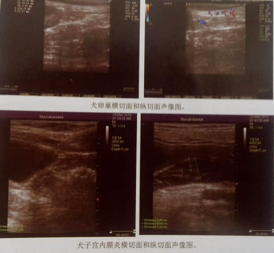 犬猫子宫卵巢常见疾病及其超声诊断 犬猫子宫卵巢常见疾病及其超声诊断