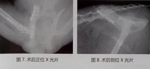犬猫盆骨骨折手术操作及典型病例介绍 犬猫盆骨骨折手术操作及典型病例介绍