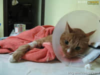 猫咪跳楼--盆骨碎裂 猫咪跳楼--盆骨碎裂