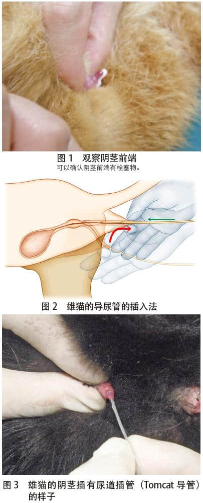 犬猫尿潴留的处置