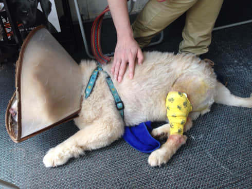 松狮犬膝关节手术与麻醉意外应急处理 松狮犬膝关节手术与麻醉意外应急处理