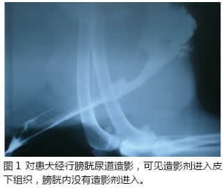 导尿不当导致尿道断裂的诊断与治疗 导尿不当导致尿道断裂的诊断与治疗