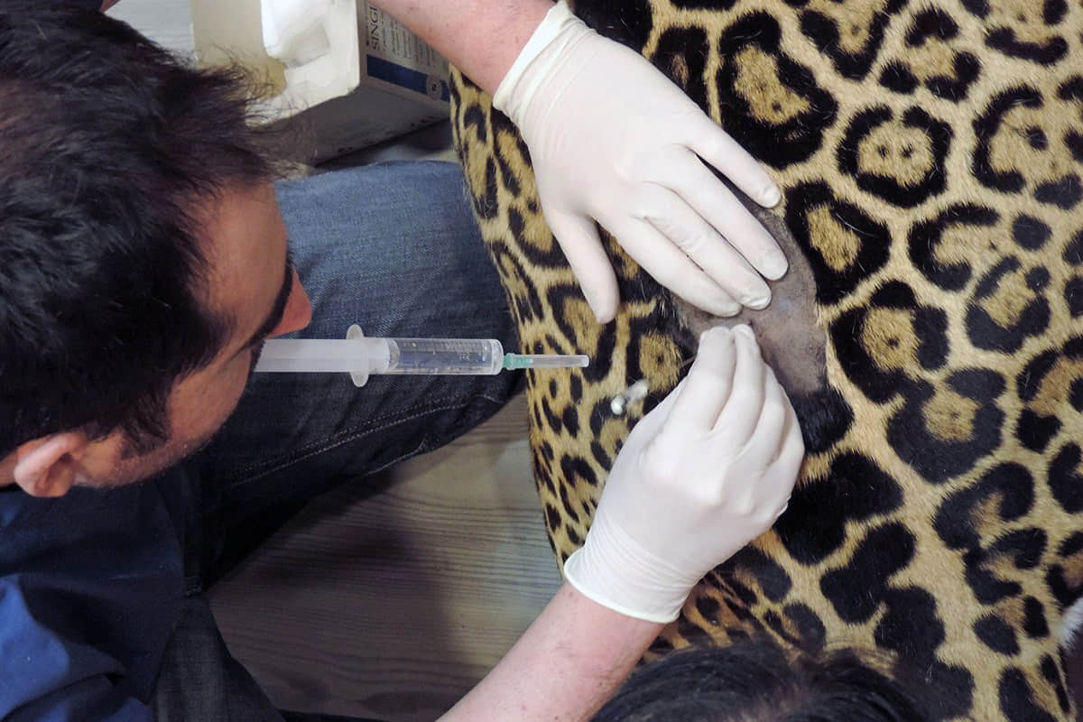 西班牙兽医给美洲豹做剖腹产手术救出幼崽