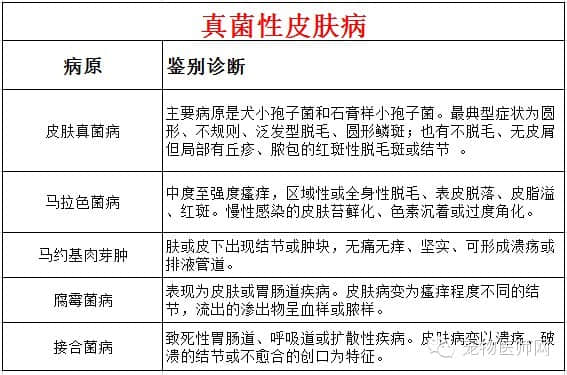 犬常发皮肤病的鉴别诊断 犬常发皮肤病的鉴别诊断