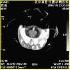 磁共振在小动物临床应用案例报道（一）