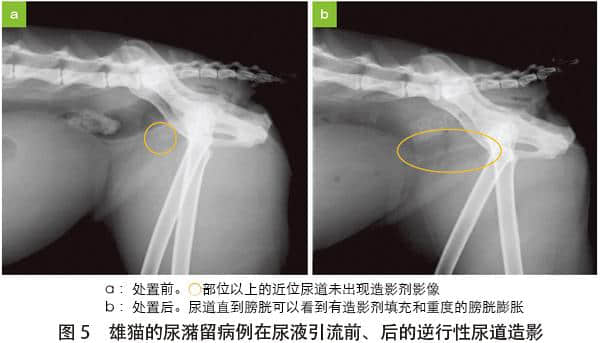 犬猫尿潴留的处置