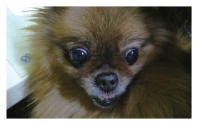 博美犬脑积水的CT诊断 博美犬脑积水的CT诊断