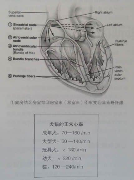 犬猫心脏的听诊及心电图判读